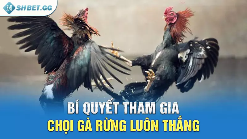 Bí quyết tham gia chọi gà rừng luôn thắng