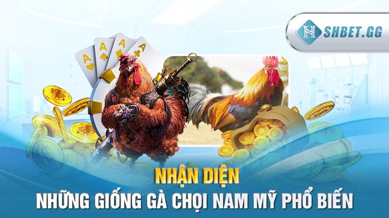 Nhận diện những giống gà chọi Nam Mỹ phổ biến