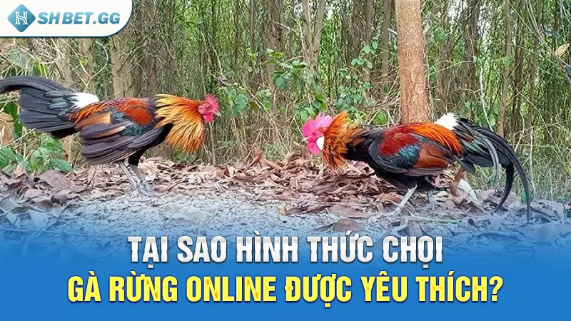 Tại sao hình thức chọi gà rừng online được yêu thích?