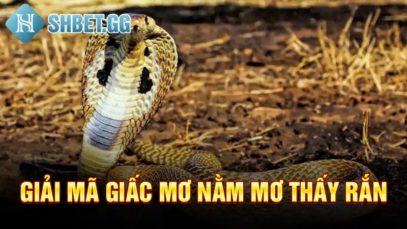 Giải mã giấc mơ nằm mơ thấy rắn