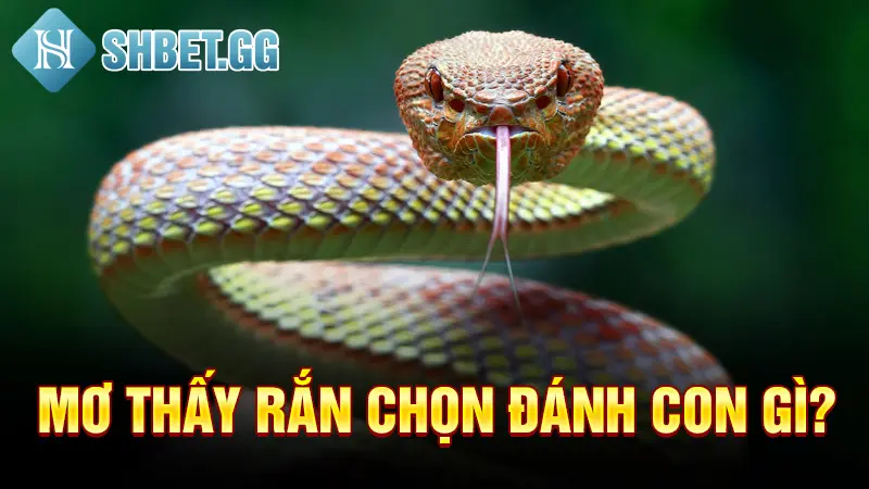 Mơ thấy rắn chọn đánh con gì?