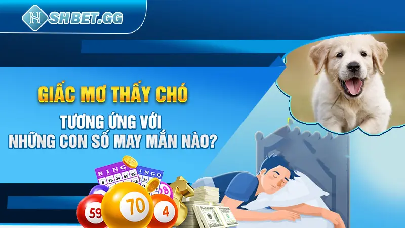 Giấc mơ thấy chó tương ứng với những con số may mắn nào? 