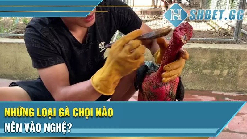 Những loại gà chọi nên vào nghệ