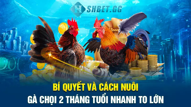 Bí quyết và cách nuôi gà chọi 2 tháng tuổi nhanh to lớn